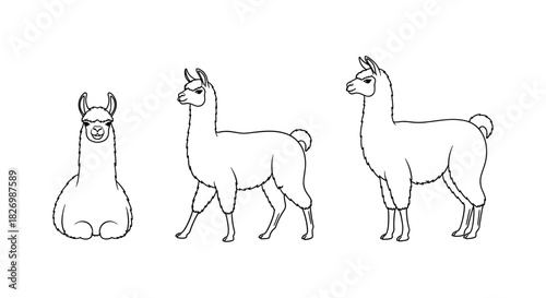 Llama line art trio: cute animals in minimalist black and white design