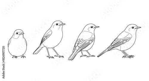 Bird growth stages in linear style: from chick to adult progression