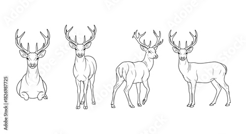 Elegant line art of deer with antlers: standing and sitting poses