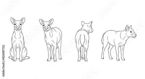 Deer line art: four angles of a cute fawn in minimalist style