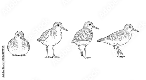 Bird evolution stages in linear style: sandpiper walking cycle with detailed feathers