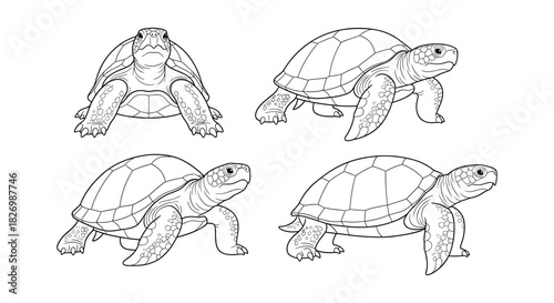 Detailed line art turtles set with various poses and views