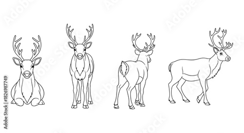 Reindeer outline: four views of a majestic animal in linear style