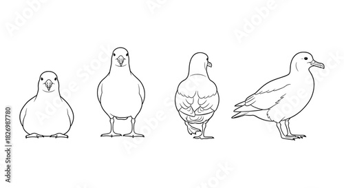 Bird outline: albatross silhouette from multiple angles for design