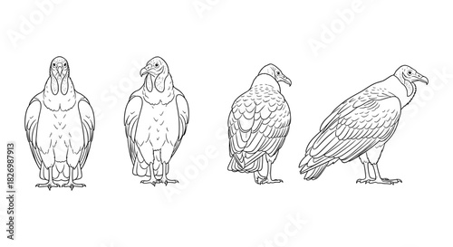 Detailed linear drawings of vultures: front and side views in monochrome