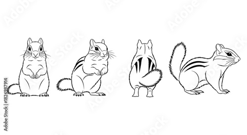 Chipmunk outline drawings: front, back, side views for design projects