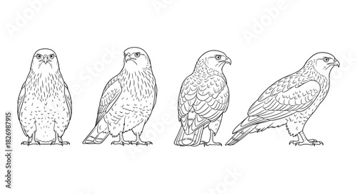 Detailed line drawings of falcon in various poses and angles