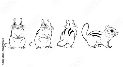 Chipmunk outline set from different angles in black and white
