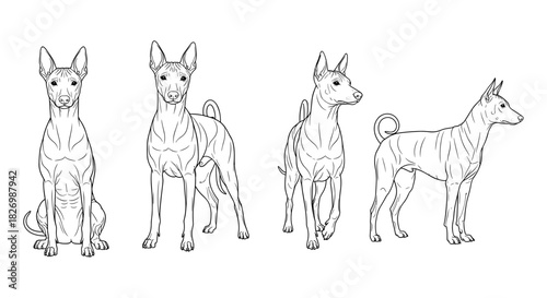 Detailed linear drawings of xoloitzcuintli dog in various poses