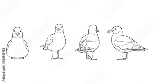 Seagull line art in multiple views: front, side, and rear perspectives
