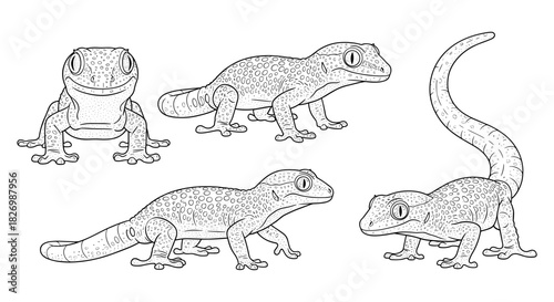 Detailed black and white gecko sketches on white background