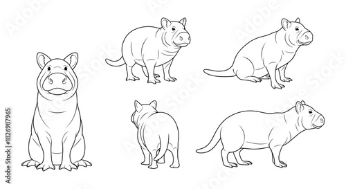 Capybara outline set: multiple poses of the world's largest rodent