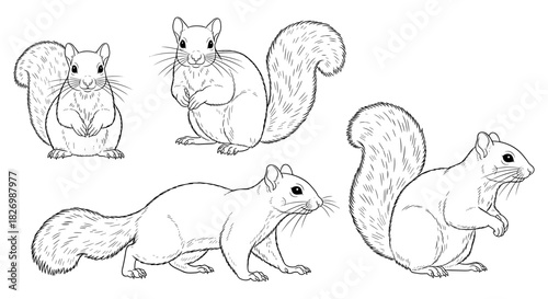 Detailed line art of squirrels in various poses with fluffy tails