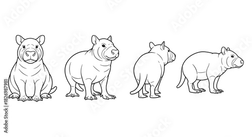 Wombat line art set: four angles of cute marsupial illustration