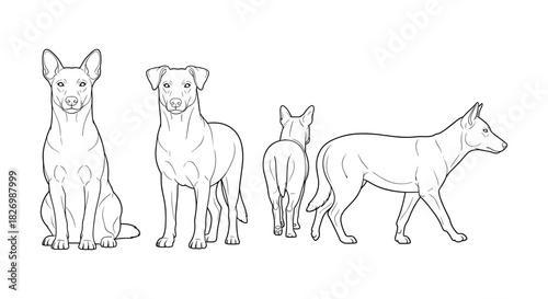 Dog breeds in multiple angles featuring detailed line art illustrations