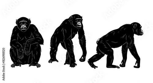 Detailed silhouette of three chimpanzees in various poses on white background
