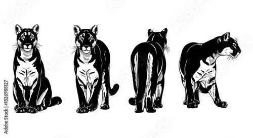 Panthera puma silhouette collection: four views of a majestic feline in bold black and white
