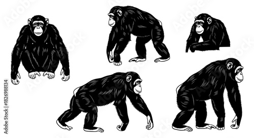 Detailed chimpanzee sketches in various poses on white background
