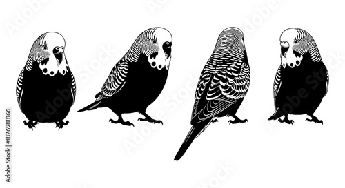 Black and white budgerigar silhouettes in different poses