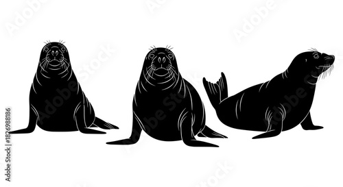 Silhouette of three seals: elegant marine mammals on white background