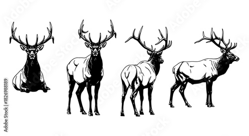 Majestic deer silhouettes in detailed black and white forest wildlife art