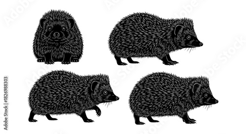 Detailed hedgehog silhouette set with varied poses on white background