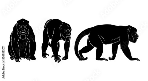 Silhouette of three different monkey poses on white background