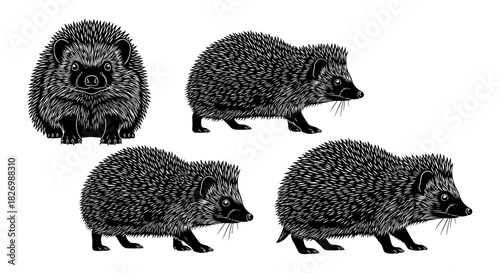 Black and white silhouette of hedgehogs in various poses on white background