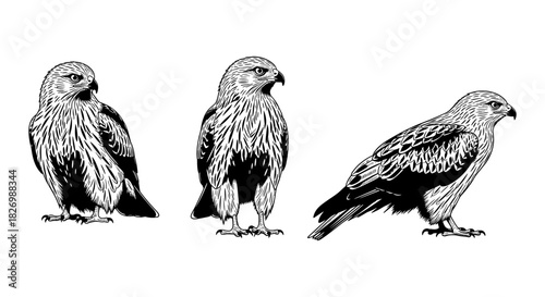 Detailed black and white bird silhouettes of eagles in various poses