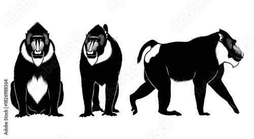 Detailed silhouette of mandrills in various poses on white background