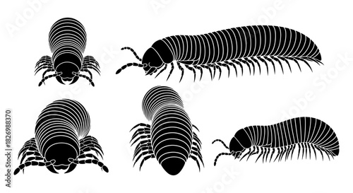 Silhouette set of insect centipede and millipede side front views