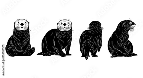 Detailed otter line art: multiple angles in black and white style