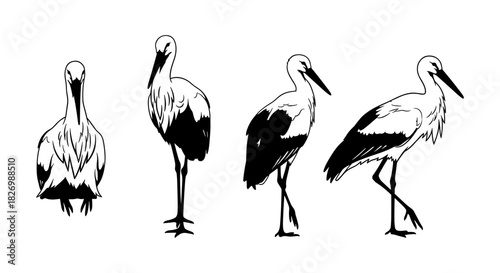 Elegant black and white stork silhouettes in various poses