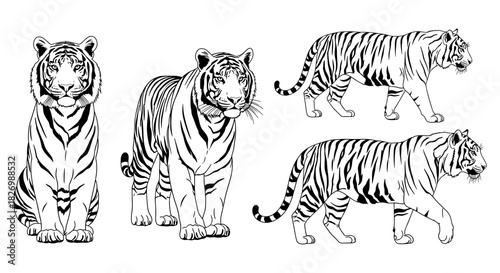 Realistic black and white tiger illustrations in various poses