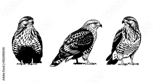 Detailed black and white falcon silhouettes in profile views