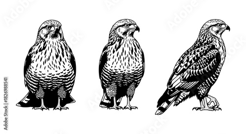 Detailed black and white hawk illustrations in vintage style with ornate feather patterns