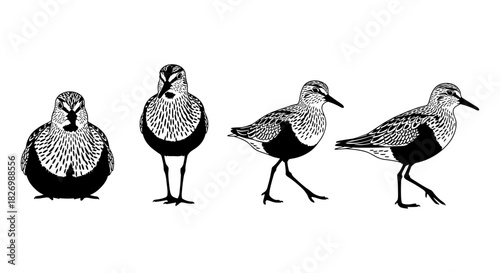 Monochrome shorebirds set: detailed bird silhouettes in walking poses