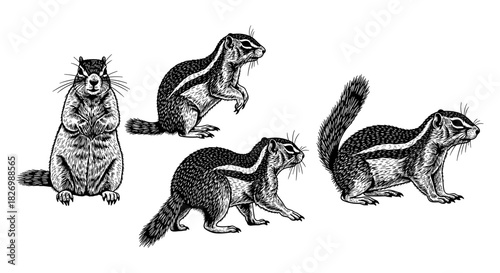 Detailed line art of four squirrels in various poses