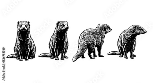 Detailed four pose animal silhouette in black and white design for creative projects