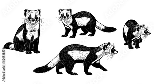 Detailed black and white small predator animal drawings