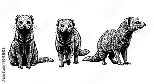 Detailed black and white ferrets in different poses with vintage style