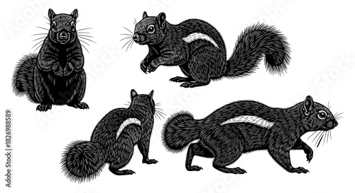 Intricate vintage squirrel design set with detailed sketch style