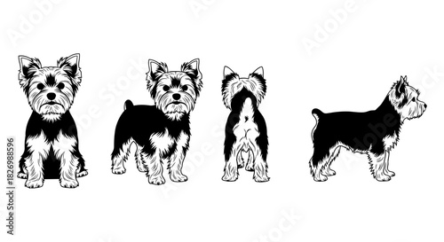 Yorkshire terrier dog silhouettes in multiple poses on white background