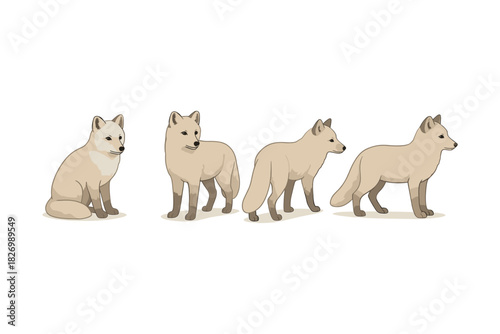 Arctic fox series in flat design: sitting and standing poses