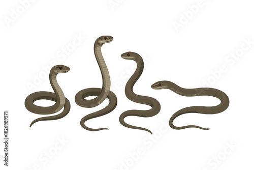 Realistic snakes set on white background