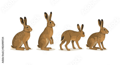 Four brown hares in different poses on white background