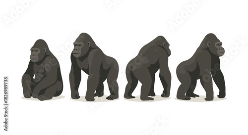 Realistic gorilla poses on white background