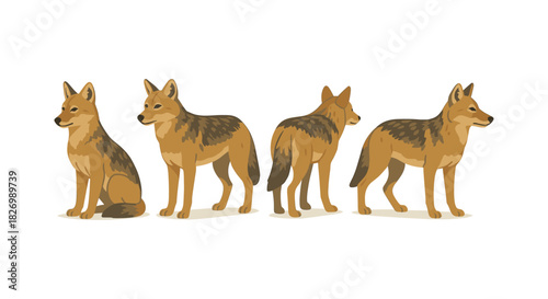 Coyote pack poses front side and rear views in flat design