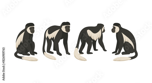 Colobus monkeys sitting and walking with long tails in flat style