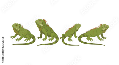 Green iguana design: four poses of a reptile in modern flat art style